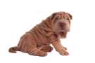 Cucciolo di Shar pei seduto di profilo