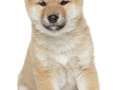 Cucciolo di Shiba