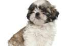 Cucciolo di Shih tzu seduto