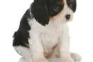 Cucciolo di Cavalier king charles spaniel