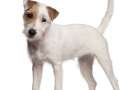 Parson russell terrier di 6 mesi