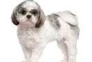 Cucciolo di Shih tzu