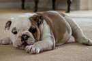Cucciolo di bulldog sdraiato sul pavimento