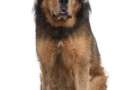 Tibetan mastiff seduto