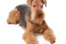 Airedale terrier adulto sdraiato