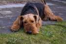 Airedale terrier sdraiato sul pavimento