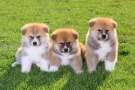 Tre cuccioli di Akita sul prato
