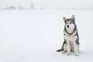 Alaskan malamute grigio scuro sulla neve