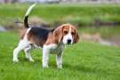 Beagle al guinzaglio