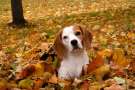 Beagle sdraiato tra le foglie in autunno