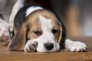 Beagle assonnato