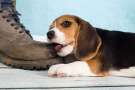 Cucciolo di Beagle mordicchia una scarpa