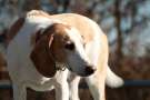 Beagle harrier adulto