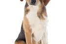 Beagle harrier seduto