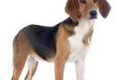 Giovane beagle harrier 