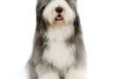 Bearded collie grigio-ardesia