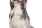 Bearded collie con la lingua da fuori