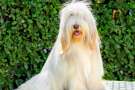 Bearded collie color sabbia seduto