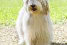 Giovane bearded collie al parco