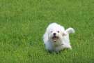 Piccolo Bichon a poil frise corre sul prato