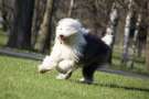 Old English Sheepdog corre nel parco