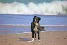 Border collie in spiaggia