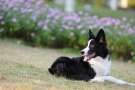 Border collie sdraiato sul prato