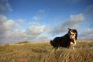 Border collie con la lingua da fuori