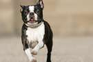 Boston terrier corre verso l'obiettivo