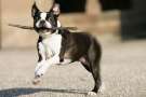 Boston terrier gioca con un bastone di legno