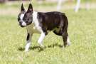 Boston terrier cammina sul prato