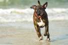 Boxer tigrato corre in riva al mare