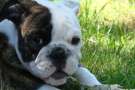 Lara: cucciolo di bulldog inglese sdraiata sul prato.