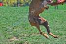 Boxer salta per afferare la pistola ad acqua