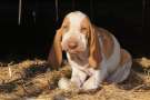 Cucciolo di Bracco italiano   