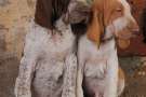 Due cuccioli di Bracco italiano seduti. Uno bianco e arancio, l'altro bianco e marrone.