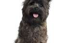 Cairn terrier seduto