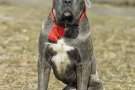  Cane Corso seduto con collare rosso