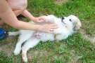 Cucciolo di cane da montagna dei pirenei si fa coccolare dalla padrona