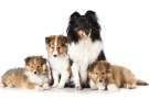 Shetland Sheepdog adulto e tre cuccioli della stessa razza