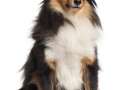 Shetland Sheepdog seduto