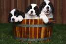 Tre cuccioli di san bernardo 