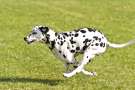 Dalmata corre sul prato