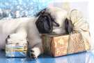 Pug dorme tra i pacchi regalo