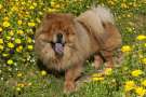 Chow-chow tra i fiori gialli