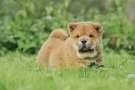 Cucciolo di Chow-chow nel prato