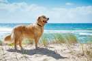 Golden retriever adulto in spiaggia