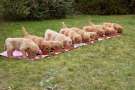 Dieci cuccioli di Golden retriever mangiano tutti in fila