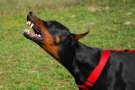 Dobermann che ringhia