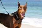 Primo piano di un Dobermann al guinzaglio